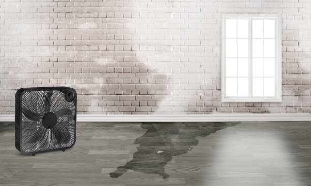 Best Water damage repair service  in Central City, IA